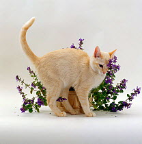 Domestic Cat {Felis catus} cream Burmese juvenile 'Primrose' rubbing herself on flowering catmint / catnip