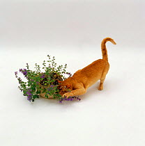 Domestic Cat {Felis catus} Red burmese male 'Ozymandias' luxuriating in the scent of catmint / catnip