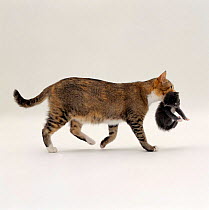 Domestic Cat {Felis catus} Tortoiseshell mother 'Pansy' carrying / moving kitten.