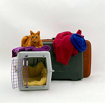 Marmalade Domestic Cat {Felis catus} 'Tigger' with pet transporter / carrier and suitcases.