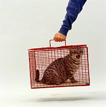 Domestic Cat {Felis catus} Silver spotted 'Aster' in cat-carrier.