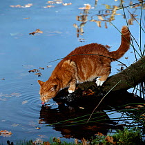 Domestic Cat {Felis catus} red tabby 'Foster' drinking from pond.
