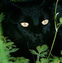 Domestic Cat {Felis catus} with pupils closed in bright light.