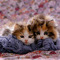 Domestic Cat kittens {Felis catus} 8-weeks, Tortoiseshell-and-white sisters.  (Persian-cross 'Cosmos' x 'Specs')