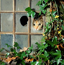 Domestic Cat {Felis catus} Tabby tortoiseshell looking out of a broken pane in an ivy-grown window of a deserted Victorian house.