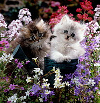 Domestic Cat {Felis catus} 7-weeks, Gold-shaded and Silver-shaded Persian kittens in watering can on a dry-stone wall surrounded by flowers.