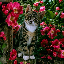 Domestic Cat {Felis catus} tabby kitten among American pillar roses.