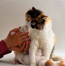 Domestic Cat {Felis catus} Tortoiseshell-and-white mother allowing 7-day kitten to be handled.