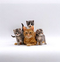 Domestic Cat {Felis catus} ginger mother with foster kittens.