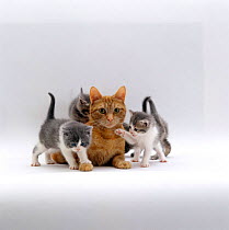 Domestic Cat {Felis catus} ginger mother with 5-week Persian x Burmese foster kittens, taken on after her own kittens were weaned.