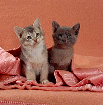 Domestic Cat {Felis catus} Blue ticked tabby and Burmese kittens under pink blanket, bedroom