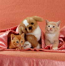 Domestic Cat {Felis catus}  ginger and cream kittens with toy puppy in a pink blanket, bedroom