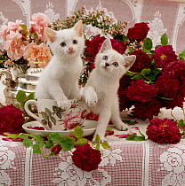 Domestic Cat {Felis catus} Amber-eyed and blue-eyed white kittens in a large teacup with bowl of roses.