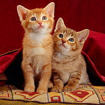 Domestic Cat {Felis catus} portrait of ginger and spotted-tabby kittens under red velours curtain.