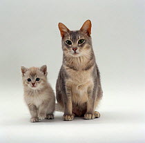 Domestic Cat {Felis catus} Blue Burmese-cross 'Bella' with her lilac kitten (x 'Cobweb')