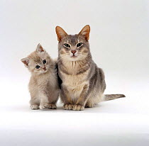 Domestic Cat {Felis catus} Blue burmese-cross 'Bella' with her lilac kitten (x 'Cobweb')