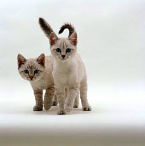Domestic Cat {Felis catus} 10-week blue-eyed Sepia snow bengal-cross kittens ('Tagor' x 'Annie')