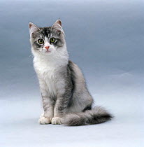 Domestic Cat {Felis catus} 5-month, Silver bi-colour chinchilla-cross (Cosmos x Pearl)