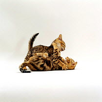 Domestic Cat {Felis catus} 11-week, Brown marble and Spotted Bengal kittens, 'Lima' and 'Oosha' play fighting.