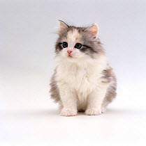 Domestic Cat {Felis catus} 6-week, Chinchilla-cross kitten 'Blossom'