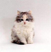 Domestic Cat {Felis catus} 9-week, Chinchilla-cross kitten 'Blossom'