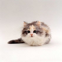 Domestic Cat {Felis catus} 9-weeks, Chinchilla-cross kitten 'Blossom'