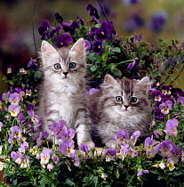 Domestic Cat {Felis catus} 8-week, Two fluffy silver tabby kittens amongst winter-flowering pansies.