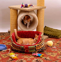 Domestic Cat {Felis catus} 12-week 'Red' and 'Spot-on-back' settled into their new home with cat basket and play / leisure centre