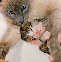 Domestic Cat {Felis catus} stray Siamese female 'Perdita' with single kitten. (Note - Likely that stress or starvation resulted in reabsorption of other embryos)