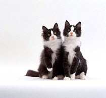 Domestic Cat {Felis catus} 12-week identical brothers, Black-and-white kittens 'Felix' and 'Felix'