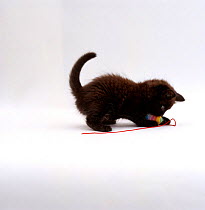 Domestic Cat {Felis catus} 8-week, fluffy Black kitten playing with toy-mouse on string.