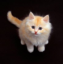 Domestic Cat {Felis catus} Cream Persian-cross kitten sitting, shot from above.