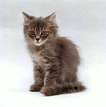 Domestic Cat {Felis catus} 10-week, Grey tabby Persian-cross kitten ('Cobweb' x 'Mandy')