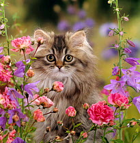 Domestic Cat {Felis catus} portrait of long haired tabby Persian kitten among Dwarf roses and Bellflowers.