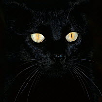 Black domestic cat {Felis catus} eyes with pupils closed in bright light
