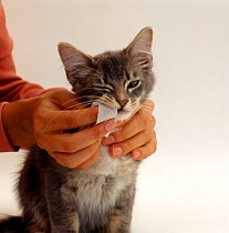 Domestic Cat {Felis catus} Grey Burmese-cross kitten with handler cleaning teeth using a finger pad.