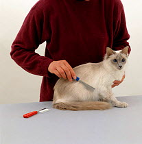Domestic Cat {Felis catus} long-haired Balinese female being groomed by handler.