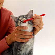 Domestic Cat {Felis catus} Grey Burmese-cross kitten with handler cleaning teeth using toothbrush, Model released