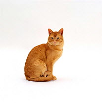 Domestic Cat {Felis catus} red burmese male