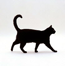 Domestic Cat {Felis catus} Black short-hair male, walking profile.