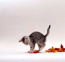 Domestic Cat {Felis catus} 9-week, Silver Tabby kitten playing with leaves.