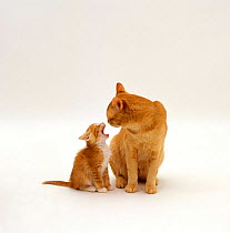 Domestic Cat {Felis catus} Red Burmese male with his 7-week red female kitten.