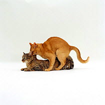 Domestic Cat {Felis catus} Red burmese male holding tabby female by scruff and treading her.