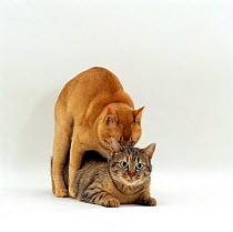 Domestic Cat {Felis catus} Red burmese male holding Tabby female by scruff and treading her.