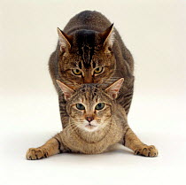 Domestic Cat {Felis catus} Agouti tabby male holding Tabby female  by the scruff and treading her as they position for penetration.