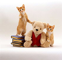 Domestic Cat {Felis catus} two red kittens with cream Teddy Bear in red waistcoat.