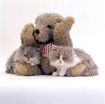Domestic Cat {Felis catus} two Blue persian kittens with a brindle Teddy Bear.