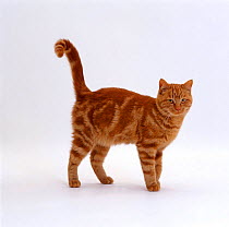 Domestic Cat {Felis catus} Classic red male tabby