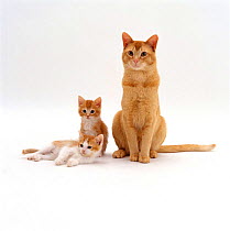 Domestic Cat {Felis catus} red burmese male cat with his red-and-white female kittens.
