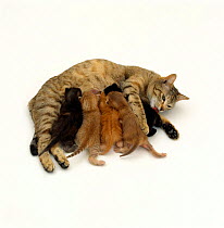 Domestic Cat {Felis catus} Tabby mother suckling her kittens.